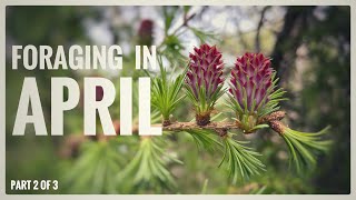 Foraging in April (Part 2 of 4) - UK Wildcrafts Monthly Foraging Calendar