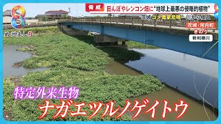 【脅威】田んぼやレンコン畑に“緑の侵略者”が大繁殖 茨城コメ農家悲鳴…新利根川から侵入か【めざまし８】