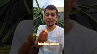 Annona cornifolia #viralvideo #frutifera #frutiferas #dicas #fruit