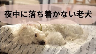 【メラトニン】老犬が夜穏やかに眠れるようになる！Melatonin For Older Dogs - A Sleepy, Snuggly Solution