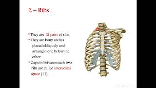 The thorax Anatomy ( part 1 )