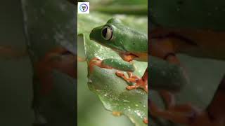 Mystery of most dangerous Frog | खतरनाक मेंढक का रहस्य #shorts #animalfacts #mystery #dailyfacts