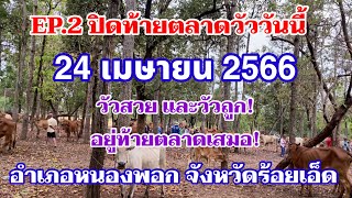 EP.2 #ราคาวัววันนี้ 24 เม.ย. 2566 #ปิดท้ายตลาดวัวอำเภอหนองพอก จังหวัดร้อยเอ็ด วัวสวยวัวถูก