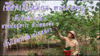 EP6 เอ็ดจังได๋(How to) เก็บหม่อนMulberry