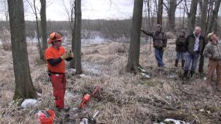 Timber Stand Improvement or Deer Habitat Improvement?