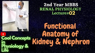 2. Functional Anatomy of Kidney & Nephron (2ndYR MBBS Physiology: RENAL)