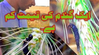 wheat price in pakistan 2024 | wheat price latest update | new rate |  New problem with weaht crop