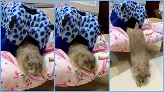 บิดขี้เกียจโชว์1ที แล้วค่อยร้องอิอิ้ว | โมเมกับอั่งเปา แพรี่ด็อก Aungpao prairiedog