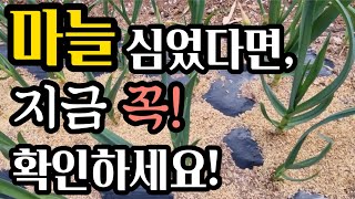 지금 마늘밭 이상여부 확인하세요!(#마늘병충해방제,#고자리파리,#마늘웃거름주는시기,#마늘밭웃거름,#마늘추비시기,#마늘재배법,#마늘농사,#마늘밭관리)