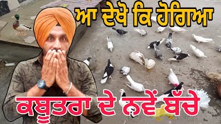 ਕਬੂਤਰਾ ਦੇ ਬੱਚੇ ਨੂੰ ਆ ਕਿ ਹੋਗਿਆ🥺// Kabootera De Bache Nu Aa ki hogeya ☹️