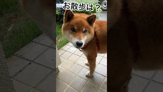 ’24.6.2 雨と力丸！ #柴犬の日常 #柴犬 #柴犬のいる暮らし #お散歩 #力丸