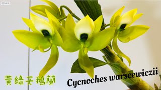 蘭花（ 142 ） （粵語）黃綠天鵝蘭 ￼Cycnoches warscewiczii 欣賞及養植分享