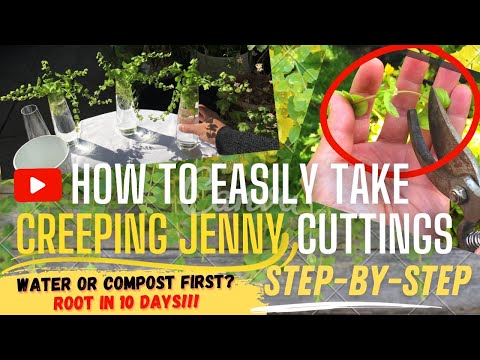 Can you take cuttings from creeping Jenny?