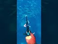 zıpkınla balık avı spearfishing fishing pescasubmarina การล่าสัตว์ใต้น้ำ underwater zıpkıncı