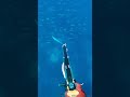 zıpkınla balık avı spearfishing fishing pescasubmarina การล่าสัตว์ใต้น้ำ underwater zıpkıncı