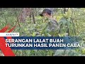 Petani Cabai di Pandeglang Merugi Akibat Serangan Hama Lalat Buah