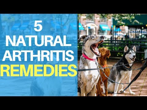 Natural Remedies For Dog Arthritis Pain: Top 5 Quick Treatments Natural Remedies For Dog Arthritis Pain: Top 5 Quick Treatments