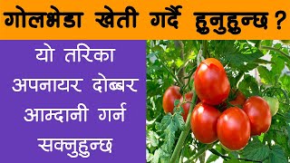 गोलभेडा खेती गर्ने तरिका || How To Cultivate Tomato In Nepal || Krishi Sandesh