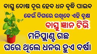 ମନିପ୍ଲାଣ୍ଟ ଗଛ ଘରେ ଥିଲେ ହୁଏ ଧନର ବୃଦ୍ଧି, କେଉଁ ଦିଗରେ ରଖିବେ ଏହି ବୃକ୍ଷ,money plant vastu tips odia #vastu