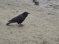 crow searching for a nut i d hidden and then making very cool woo sound