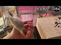 文鳥飼育日記シーズン2第135回目