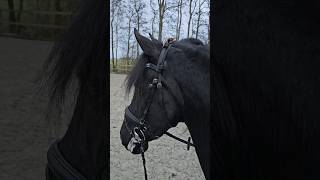 Live with Queen👑Uniek | Friesian Horses