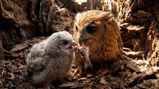 [4K] 90 Days: The Silent Flight of Pel's Fishing Owl