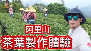 提姆微旅行 | 一起採茶去 | 阿里山的姑娘愛採茶 | 一千多公尺的山區真的很涼快