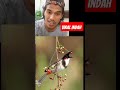 berburu burung indah #hanting #hiburan #top #global #legend #viral #tupai #gorengan