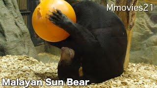 Malayan Sun Bears play with ball 浮き球で遊ぶマレーグマ