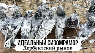 Мраморные голуби Дербентского рынка 23.02.2025 | Рыжемраморные, сизомраморные, желтомраморные и др.