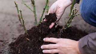 Grudzień w ogrodzie. Kalendarz ogrodnika na 30.11 - 06.12. Prace ogrodnicze w grudniu