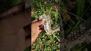 🐍பாம்புகள் இதற்கு தான் தோல் உரிக்கும்-Snake shedding skin#snake #tamil #tamilnadu #nature #wildlife