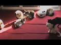 time lapse　sun cats ひまわり猫窓