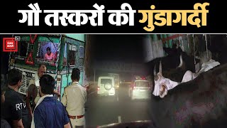 साइबर सिटी में गौ तस्करों ने फिर मचाया आतंक, पुलिस ने 20 किलोमीटर पीछा कर 32 गायों को छुड़वाया