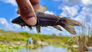 Hassa catching in Florida’s backdam 🎣 🇺🇸 🐟