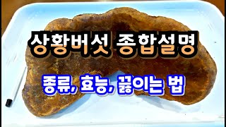 상황버섯에 대한 모든 것, 종류, 효능, 먹는 방법( 끓이는 방법, 복용법)