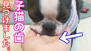 【天才犬】子猫の乳歯を先輩ワンコが発見しました！【フレブル・ボステリ・エキゾ】