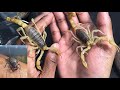 New Desert Hairy Scorpions & Vinegaroon: Setup Feeding & Care Tips