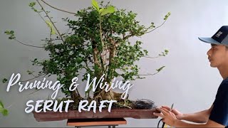 Pruning dan Pengawatan Bonsai Serut Raft