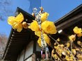 宮代花だより　花の風景2022　みやしろズームアッププロジェクト