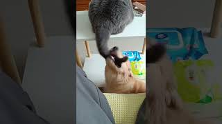 貓狗大戰Cat vs dog