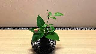 小さな茶室から茶道の世界観を観る　　　　　　　　from a small tea room