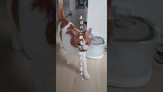 ご報告。#cat #猫のいる暮らし