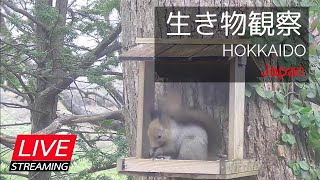 【LIVE】北海道の生き物観察（札幌郊外の餌場）