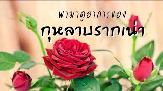 กุหลาบรากเน่า | EP.179 | คนบ้ากุหลาบ