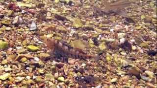 Orangethroat darter courtship and spawning