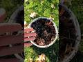 Making Leaf Compost & How I Use it in the Garden