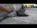 狭い路地でモフられに寄ってきた黒猫とサバトラ猫