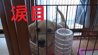 自分のうんちの臭いに困り顔の子犬